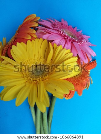 bunch of flowers on blue background