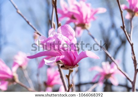 pink magnolia into the spring sun