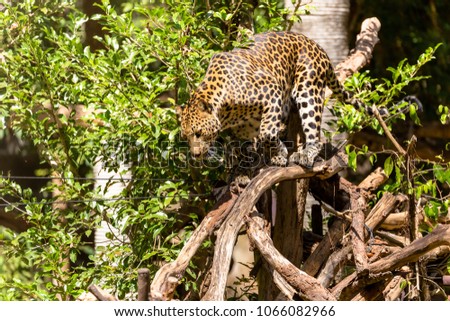 The Panthera paedus or leopard leave as wild as at national zoo..