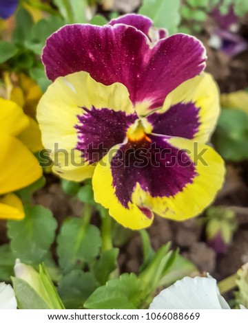 Violet tricolor (violet tricolor) or pansy - one-year or two-year-old herbaceous plant of the family Violet