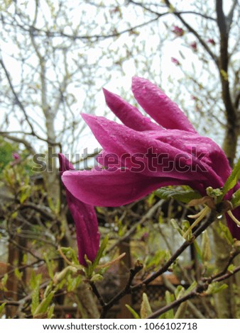 macro photo with decorative background of spring flowering Magnolia tree with flowers of purple hue as a source for prints, design, advertising, posters