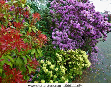 macro photo with a decorative background of flowering branches of rhododendron shrub during the spring flowering gardens as a source for prints, decor, posters