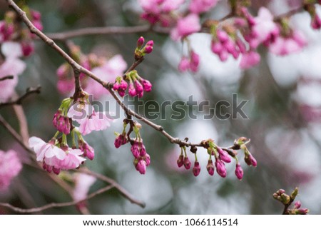 Pink White Cherry Blossom Blooming Early In Spring Flowers Tree 