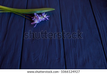 Three flowers of the first spring flowers on a blue wooden background, rustic still life
