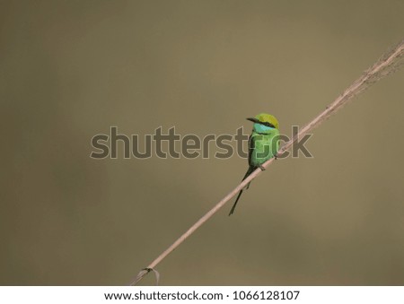 Little green Bee Eater 