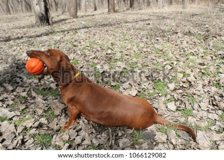 Dachshund with ball