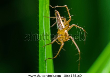 macro shot of lynx spider in nature