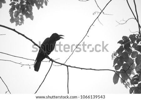 A black and white photo of a black crow perching itself on a thin tree branch, in a lush garden park in Bangkok, Thailand.