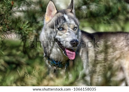 Gray blue-eyed husky in the sun next to pine branches, portrait
