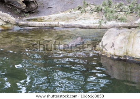 Peaceful river otter