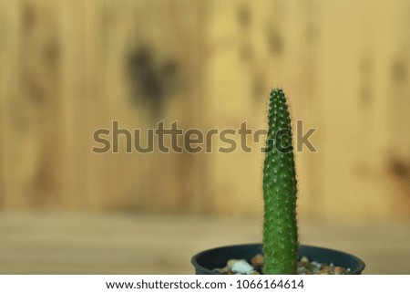 Cactus Spiky It is a wonderful plant, and beautiful.Background blur