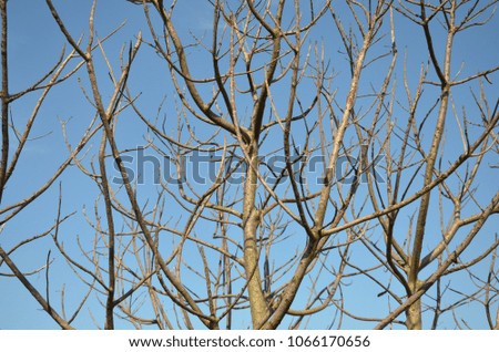 Dead tree branches against a blue sky