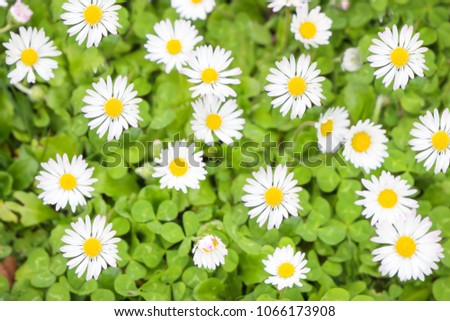 White flowers, daisy, daisies flowers and green grass growing up in the garden background, Top view field spring flowers.