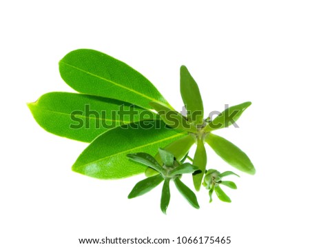 Close up of Bhandari flower with leaf on white background. (Artabotrys siamensis)