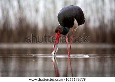 Black stork (Ciconia nigra) fishing on the lake Royalty-Free Stock Photo #1066176779