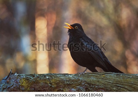 Blackbird (Turdus Merula) singing in a tree