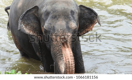 Elephant bathing in water pond