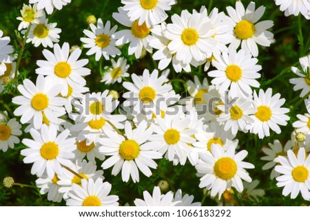 White daisy on green field