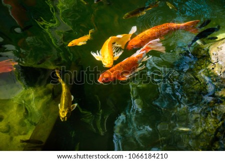 Colorful fancy carp fish or koi fish are swimming. Koi Fish swimming in the pond.  Water is clear black and reflection of light. Top view with copy space.