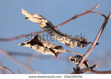  dried leaves of Apple trees in early spring on the sky background