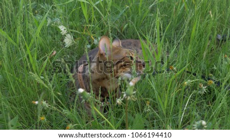 Bengal cat walks in the grass. He shows different emotions. This cat eats weed. Walk lifestyle.