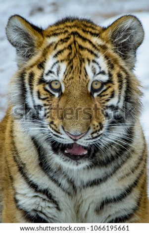 A siberian tiger cub playing in the snow and licking its mouth