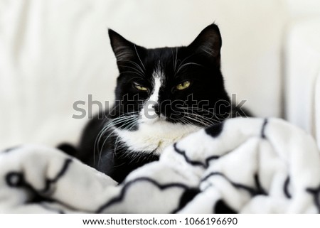 Portrait of a black and white cat sitting at home on a blanket.