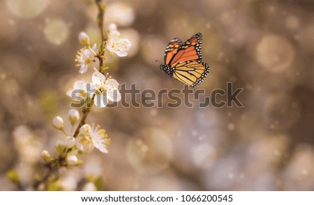 Blossoming cherry trees in spring for background