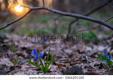 spring flowering in the forest at sunset