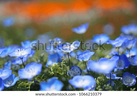 The nemophila which blooms in a flower bed