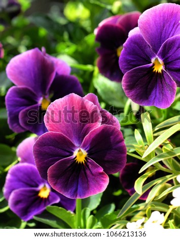 Colorful viola flowers in the garden.