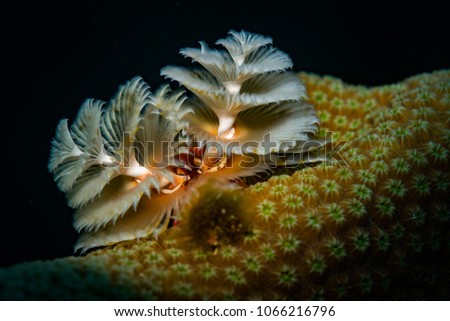 White Christmas Tree worm (Spirobranchus giganteus)  on the reef at Bonaire, Netherlands Antilles