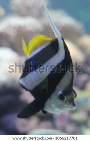 Little black and white fish