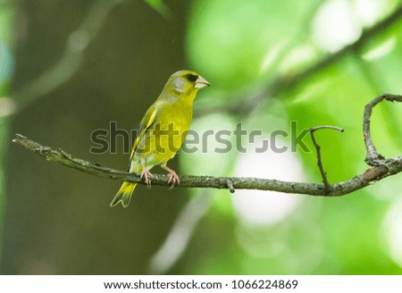 greenfinch (Chloris chloris) sitting on the branch. Green background