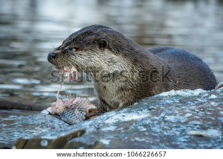 A european fish otter eating a carp while sitting on a rock next to the water