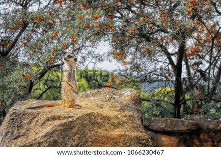 Cute meerkat standing upright on rock. Funny suricate.