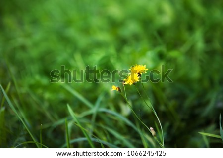 Nature Summer Background with autumn hawkbit Scorzoneroides autumnalis flowers. Blooming yellow flowers in meadow with selective focus. Scenic Wallpaper or Web banner With Copy Space.