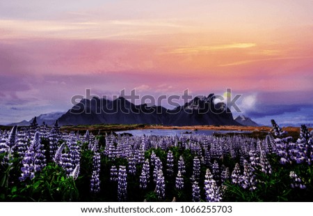 Colorful sunset over the mountains. e picturesque landscapes of forests and mountains of Iceland. Wild blue lupine blooming in in summer.