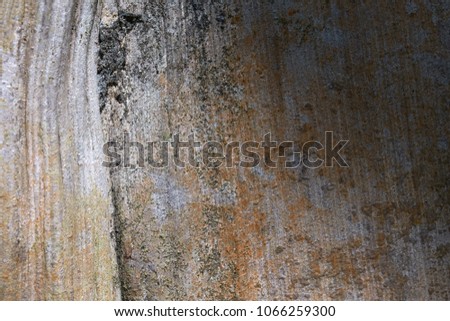 Texture of tree trunk, Natural wood background