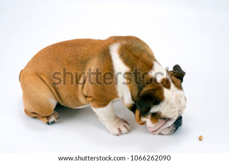 A young traditional British Bulldog sits on a white seamless background waiting to be allowed to eat his treat
