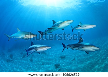 Sharks in the Ocean (Composite)