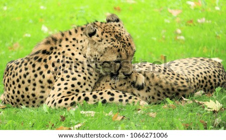 couple of cheetah playing