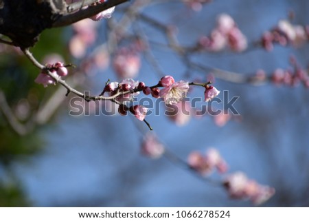 This is a picture of a flower blooming in early spring.