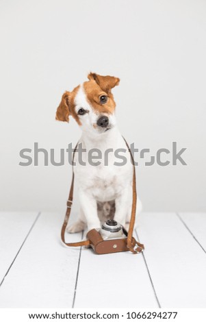 portrait of a cute young small dog sitting on the wood floor and using a brown vintage camera. Pets indoors. Photographer concept. Lifestyle