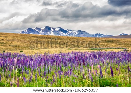 Majestic mountain landscape with lupins blooming near lake Tekapo, New Zealand.