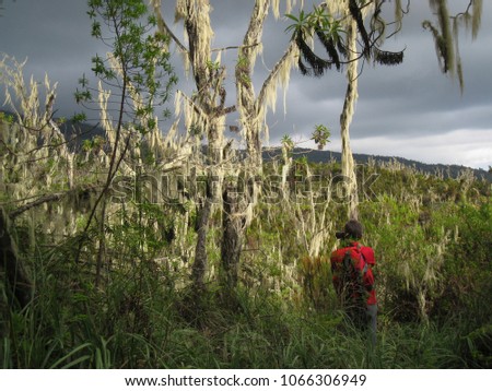 Tanzania, Landscape at Kilimanjaro, tropical mountain rainforest, lichens on the trees
