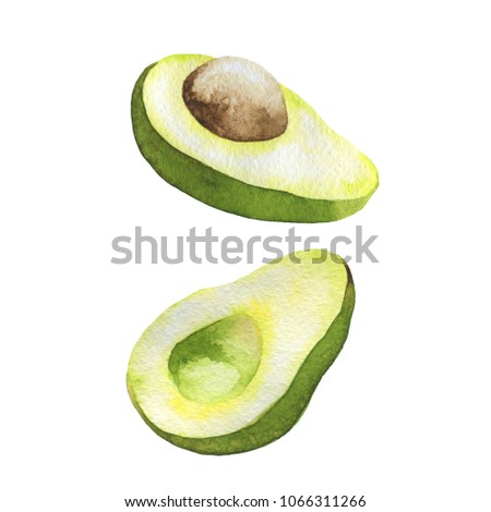 Tropical fruit avocado. Hand-drawn watercolor illustration