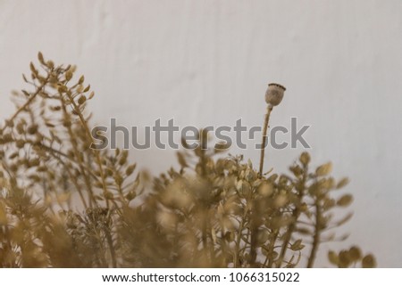 dry plant with a white background