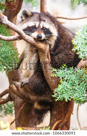 Close-up of a Boreal Raccoon (Procyon Lotor). Family Procyonids. Carnivorous mammal. He observe us with attentive and calm look while we take the photography, posing for the camera, resting on a tree