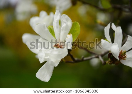 Spring floral banner with white magnolia flowers
